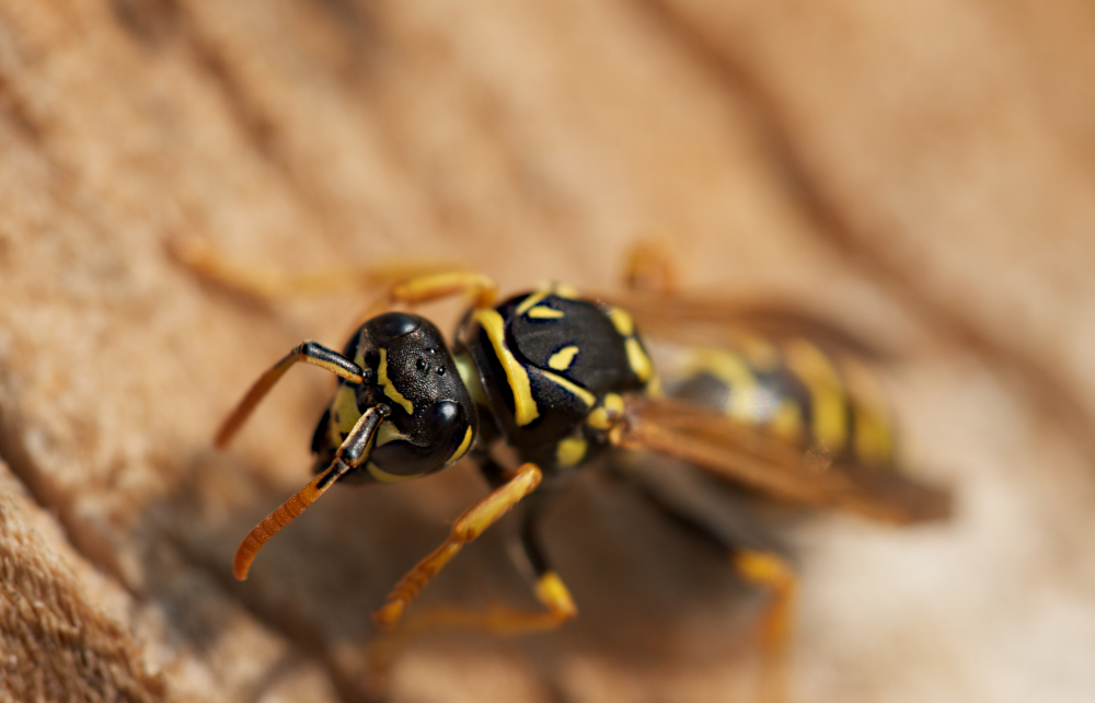 Ubod ose - Nikel savjeti za prvu pomoc